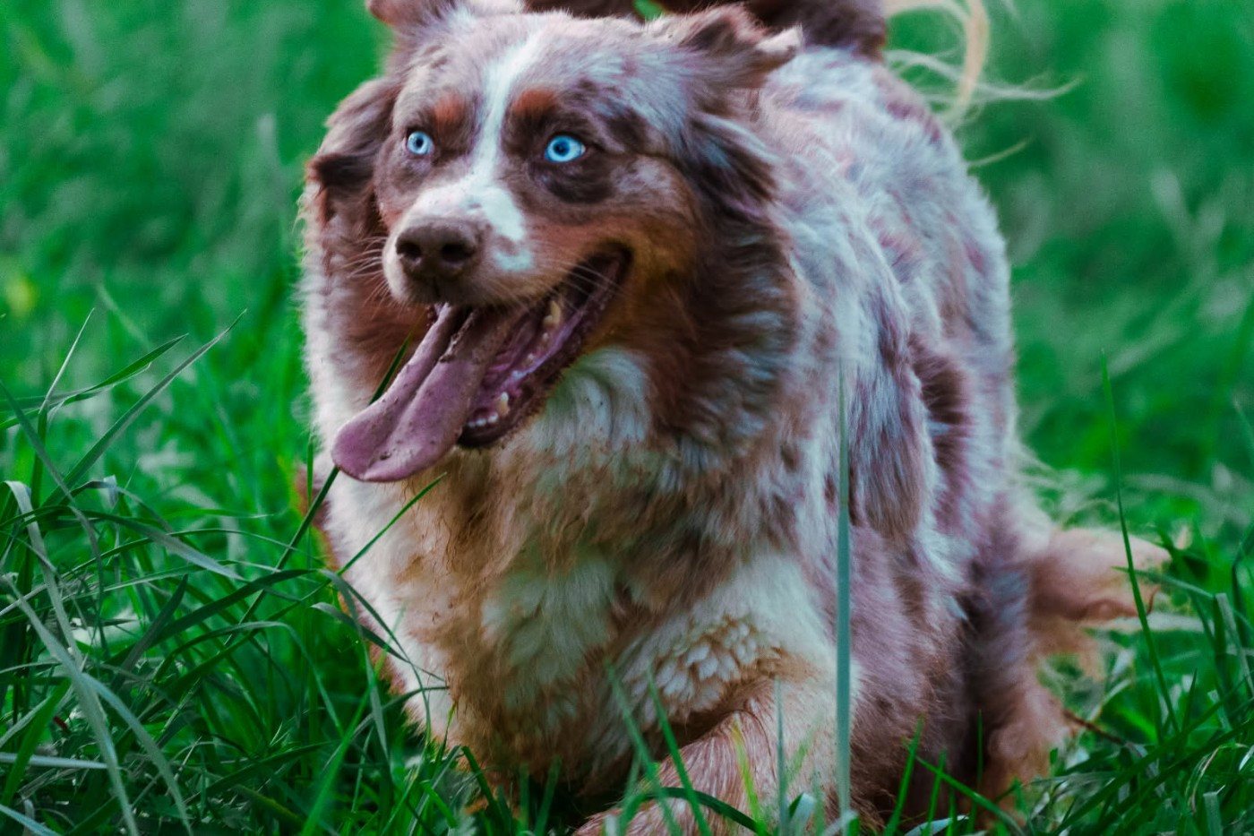 Rose du domaine du hameau de fayel