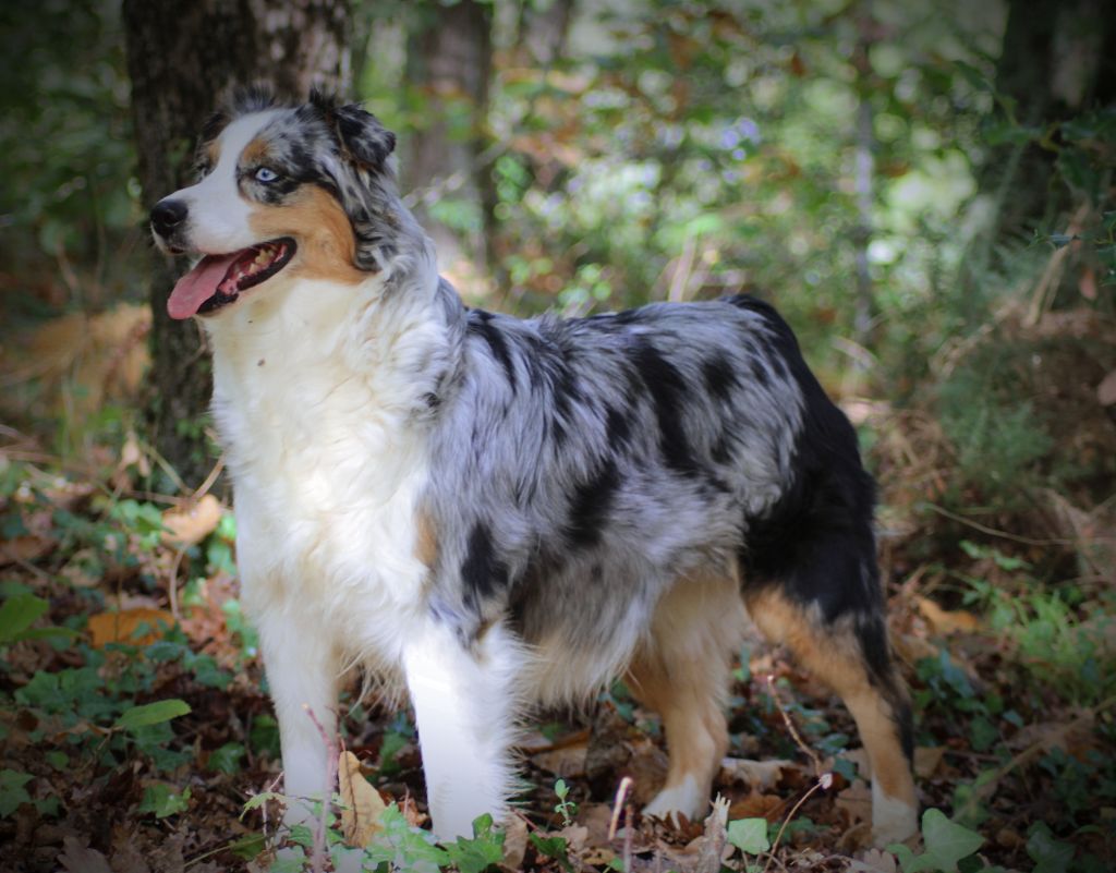 Scarlett Des Bergers De La Lune Bleue