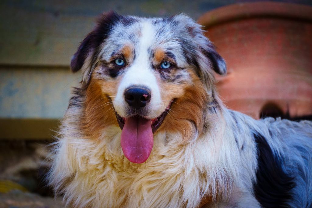 Very cute luffy coton Des Bergers De La Lune Bleue