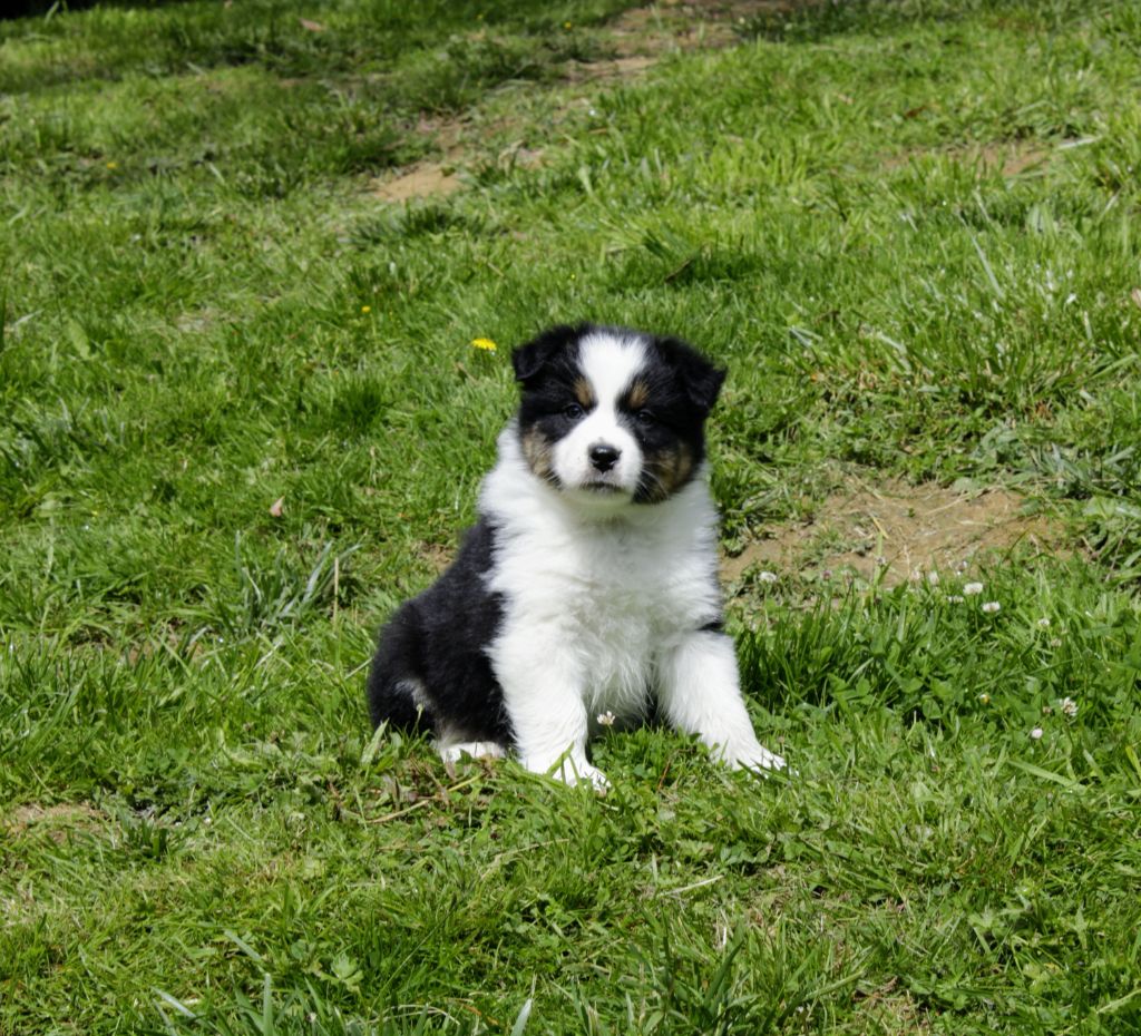 Des Bergers De La Lune Bleue - Berger Australien - Portée née le 05/04/2021