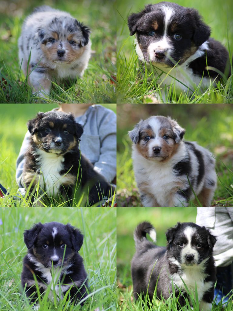Chiot Berger Australien Des Bergers De La Lune Bleue