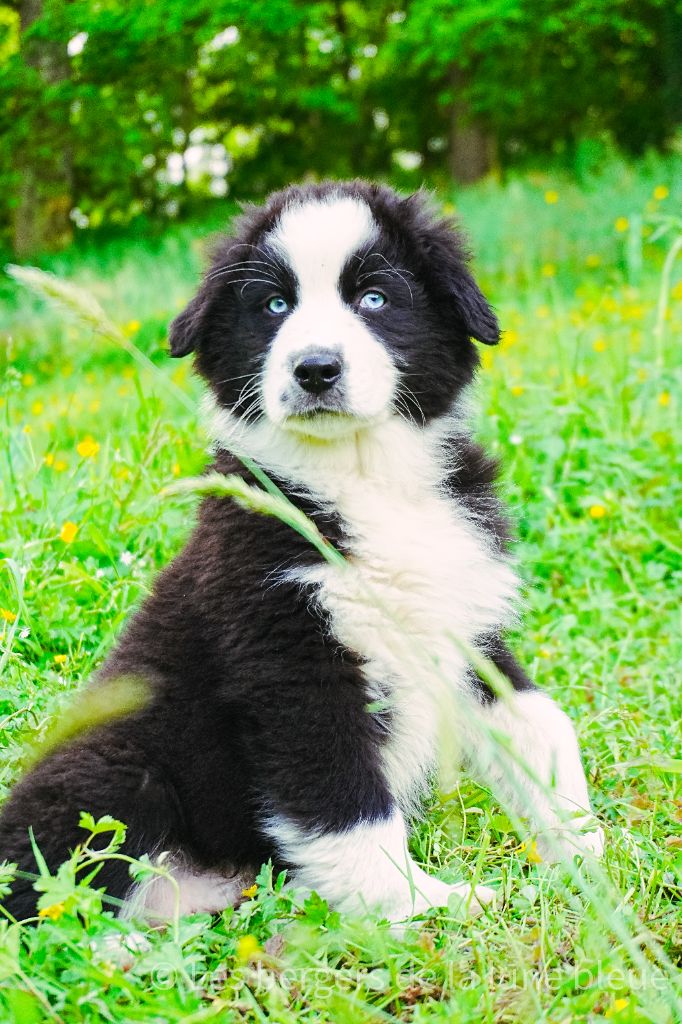 Des Bergers De La Lune Bleue - Chiots disponibles - Berger Australien