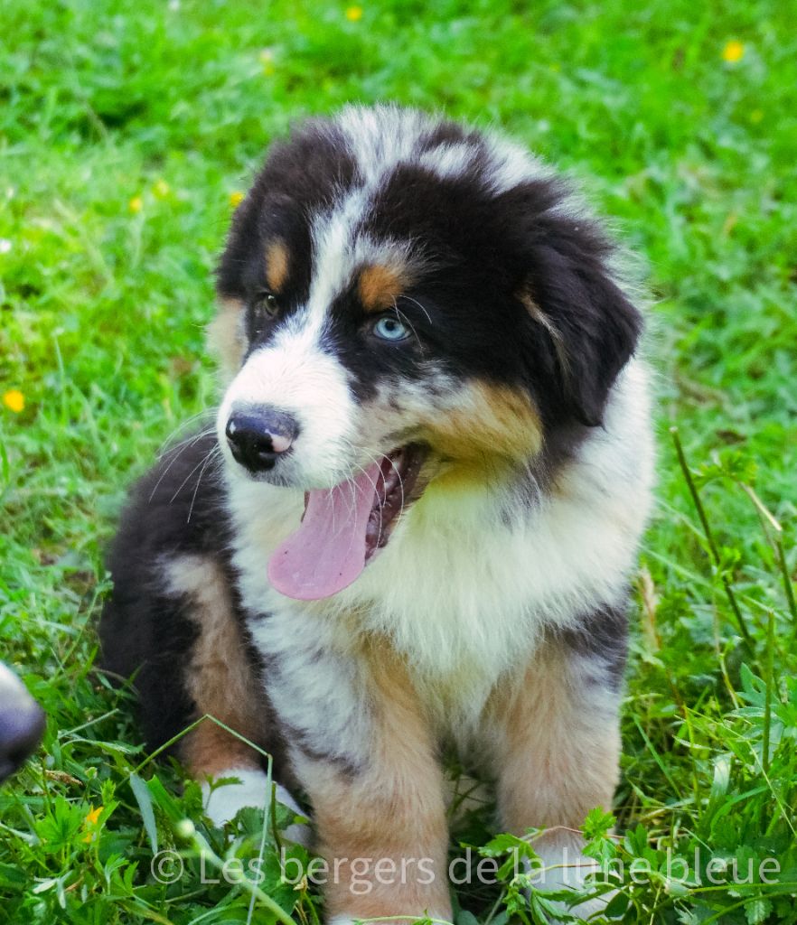 Des Bergers De La Lune Bleue - Chiots disponibles - Berger Australien