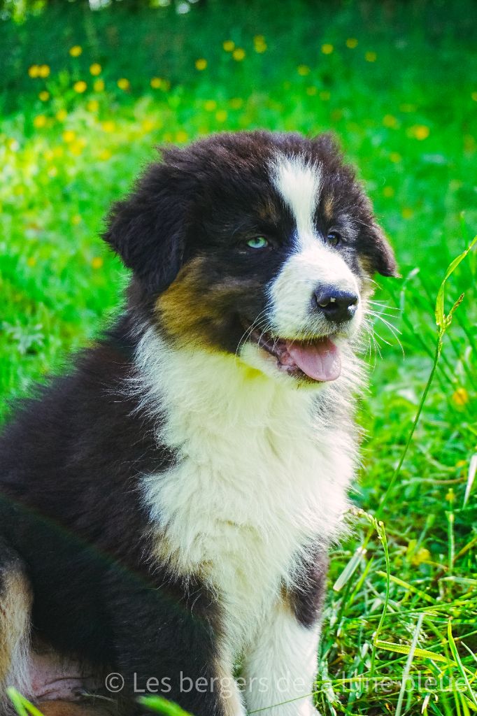 Des Bergers De La Lune Bleue - Chiots disponibles - Berger Australien